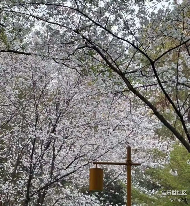 【Note手机里的初春】赏花季