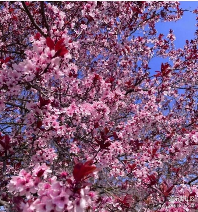 【Note手机里的初春】满园桃花