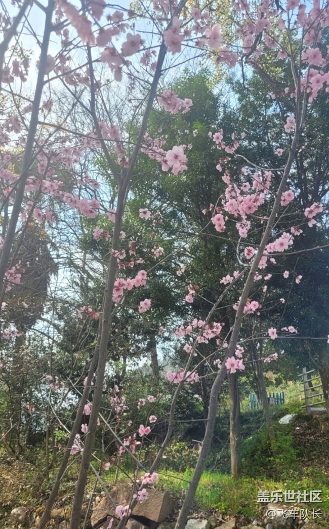 【Note手机里的初春】春光正好