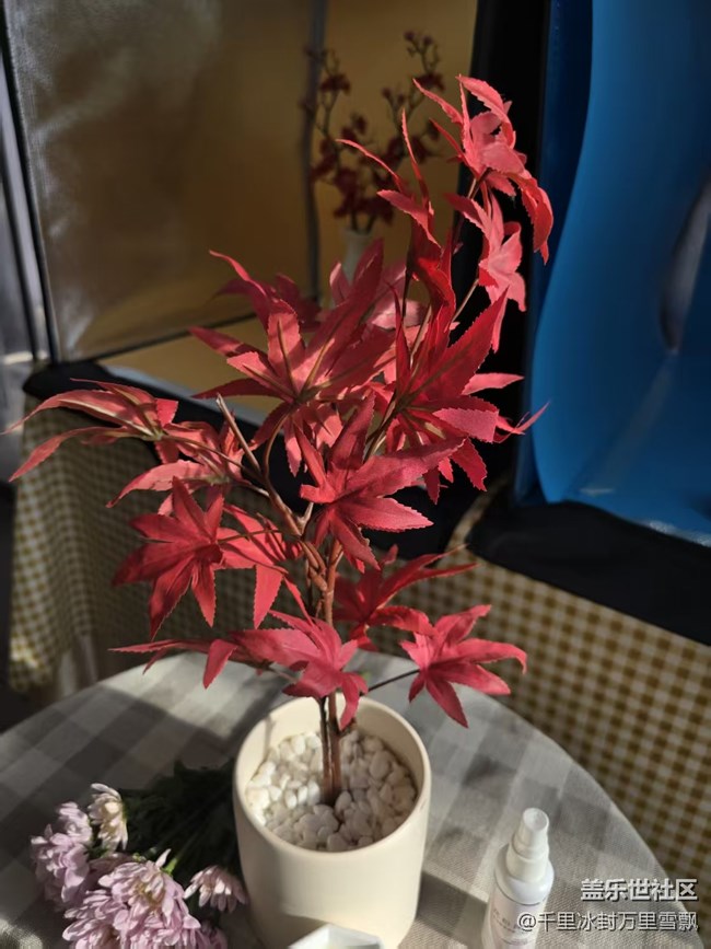 【幸福时光】美丽的花儿