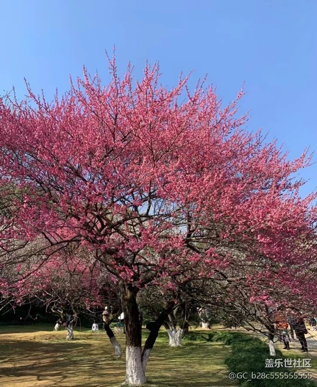 【Note手机里的初春】樱花朵朵开