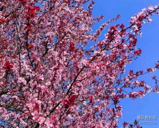 【Note手机里的初春】满园桃花