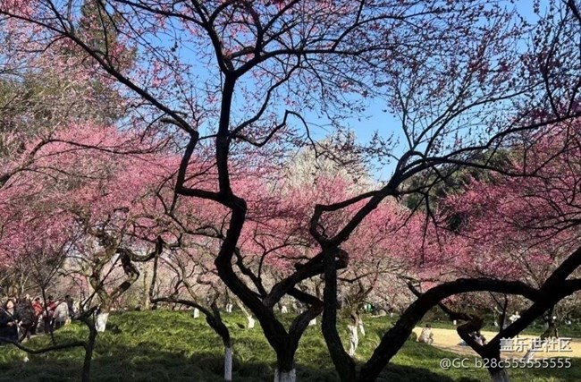 【Note手机里的初春】樱花朵朵开