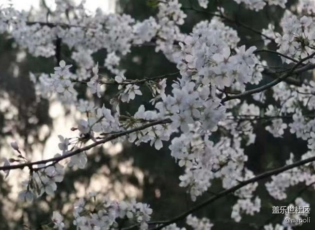 【Note手机里的初春】赏花季