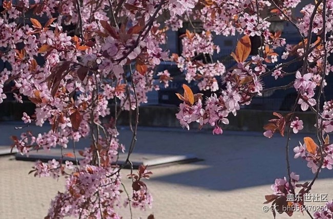 【Note手机里的初春】春花