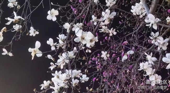【Note手机里的初春】春