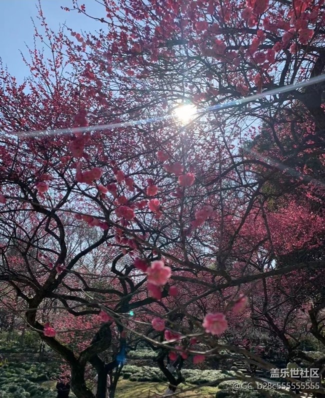 【Note手机里的初春】樱花朵朵开