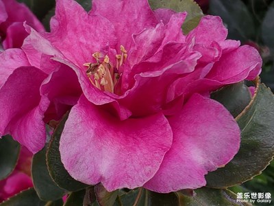 春日的花花