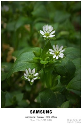 小花小草