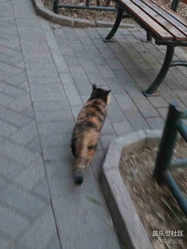 【我家附近的公园】鸳鸯和猫