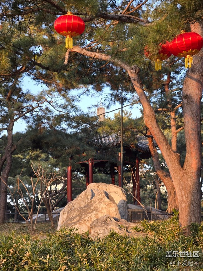 【我家附近的公园】大红灯笼