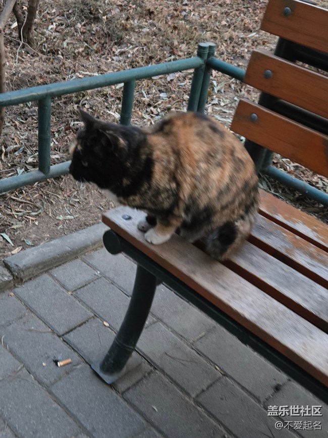 【我家附近的公园】鸳鸯和猫