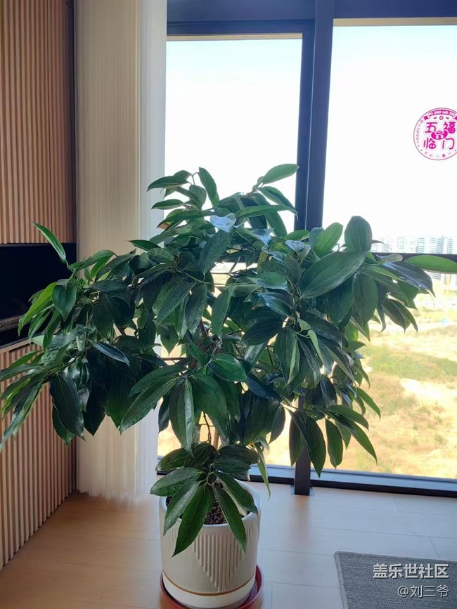 【广州的花花们】+家中的植物小天地