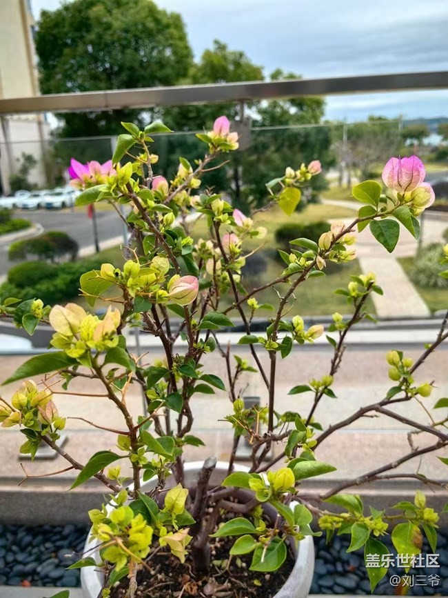 【广州的花花们】+家中的植物小天地