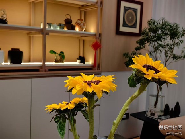 【广州的花花们】+家中的植物小天地