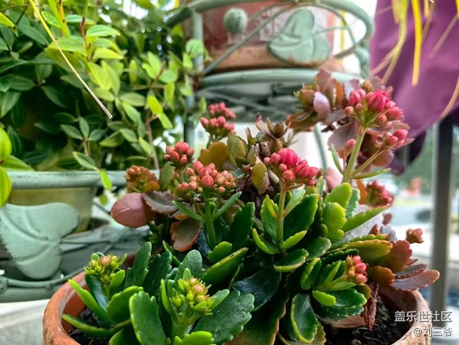 【广州的花花们】+家中的植物小天地