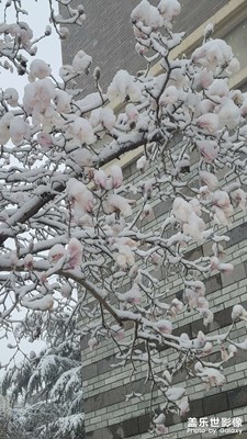 雪中花