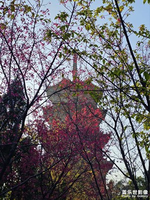 【煦色韶光】午后赏樱花