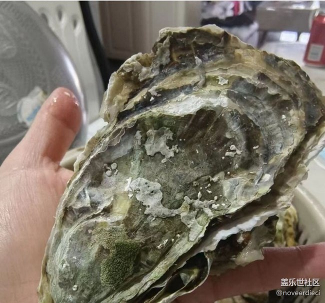 【初春美食记】生蚝