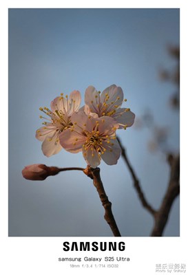 春花