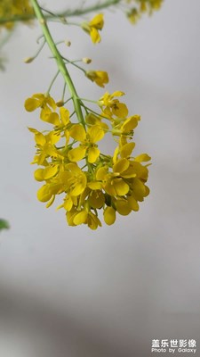 像油菜花吗