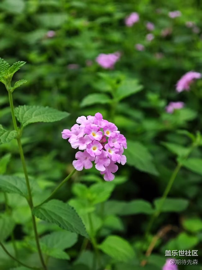 【广州的花花们】微距花草