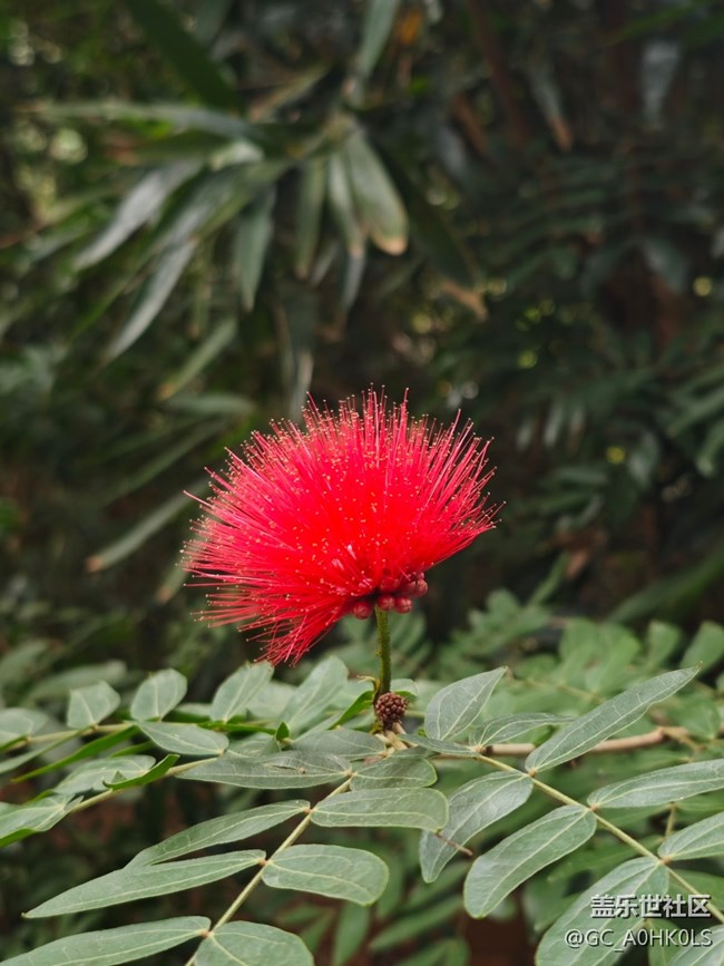 【广州的花花们】各种花花