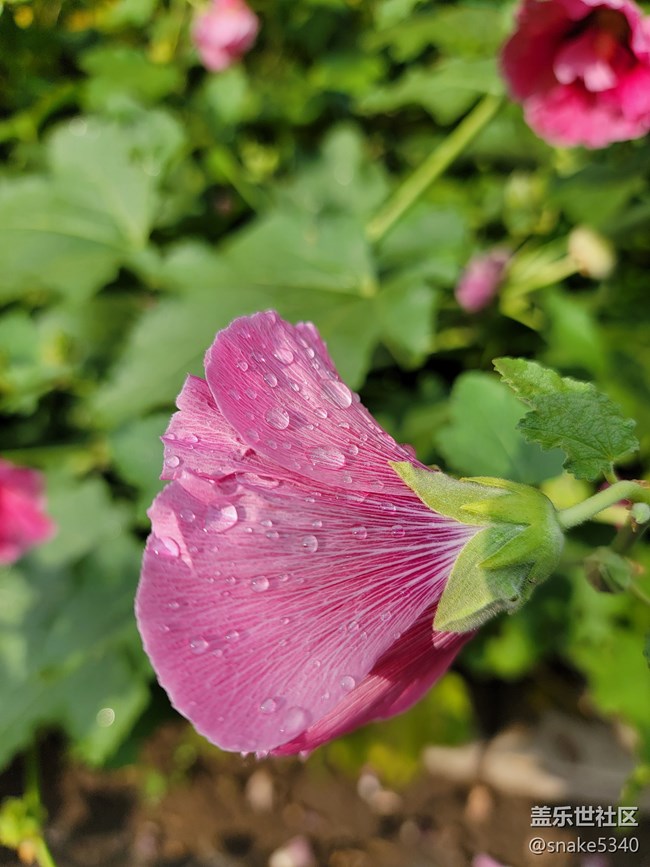 【广州的花花们】+ 一些小花