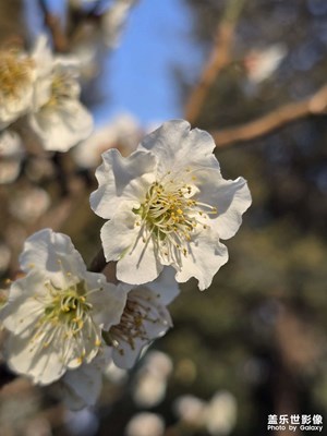 【煦色韶光】+花开枝头