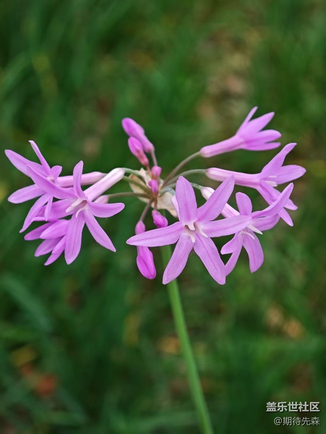 【广州的花花们】微距花草