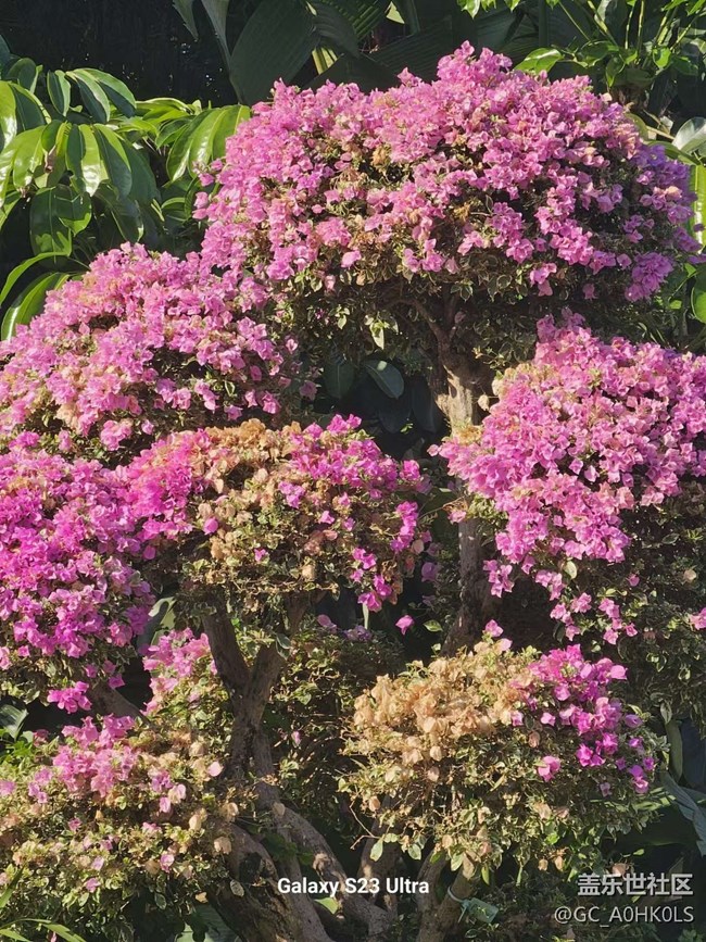 【广州的花花们】各种花花