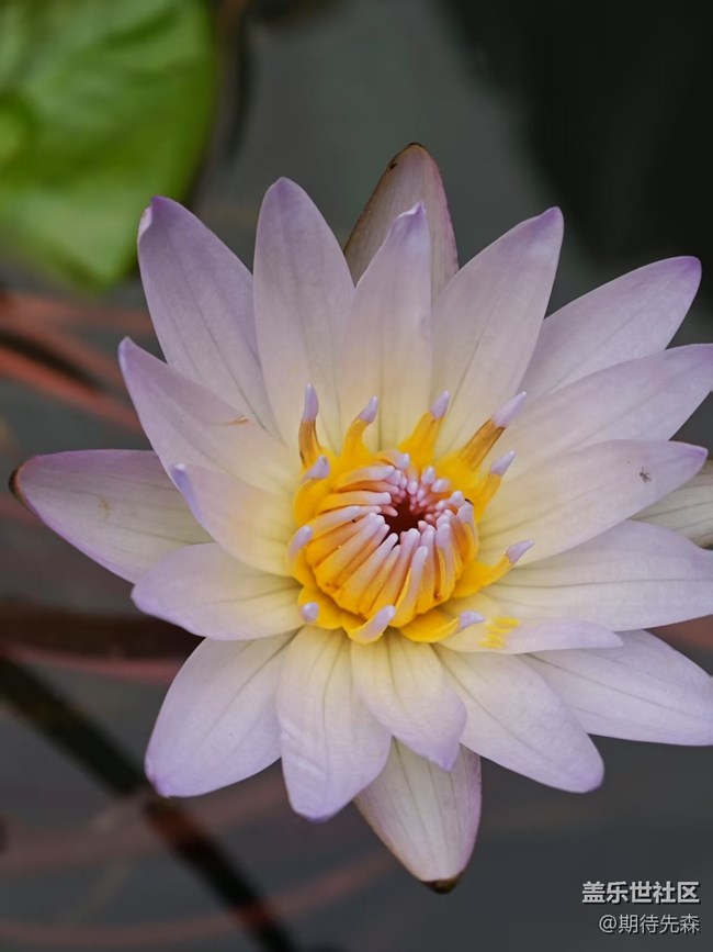 【广州的花花们】微距花草