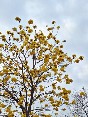 黄花风铃木