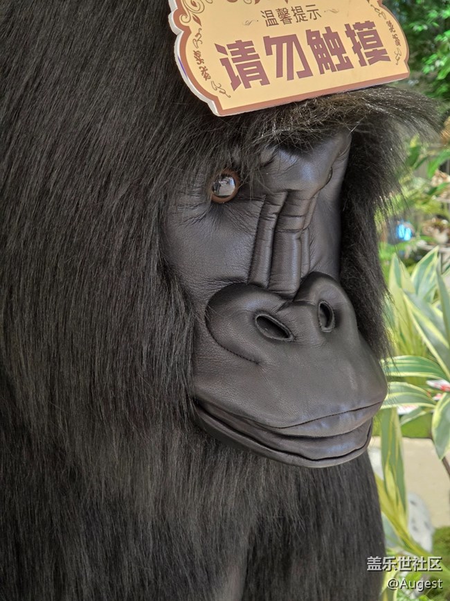 【爱在25】动物