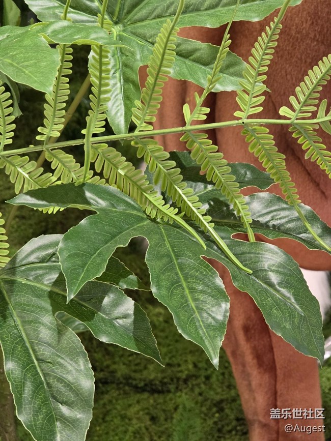 【爱在25】百特曼