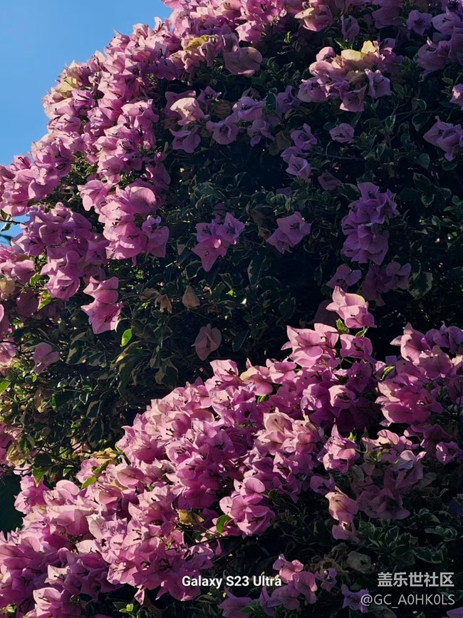 【广州的花花们】各种花花