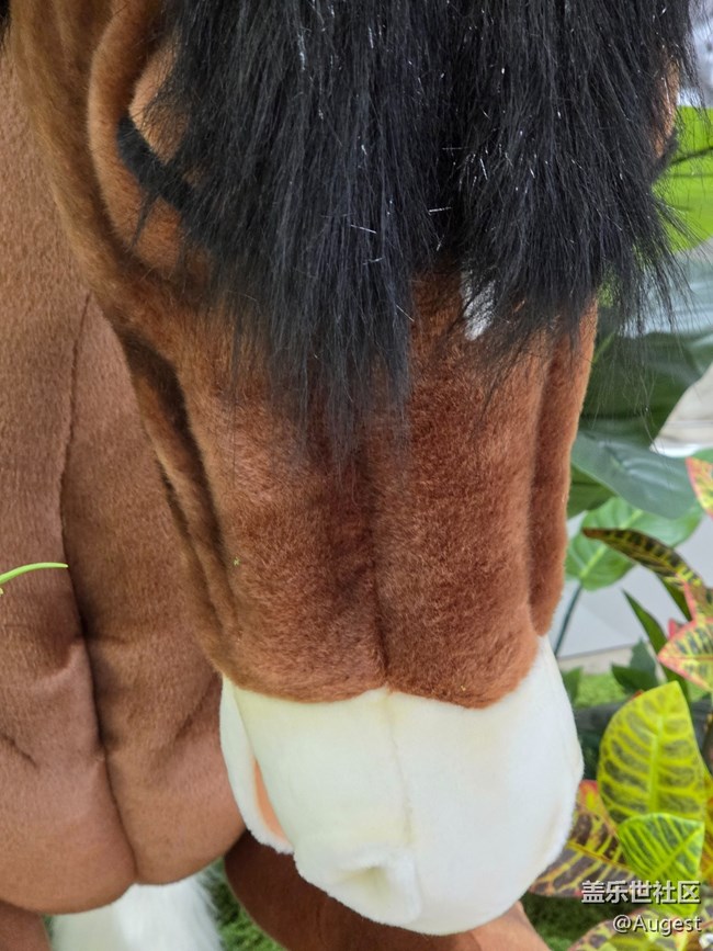 【爱在25】动物