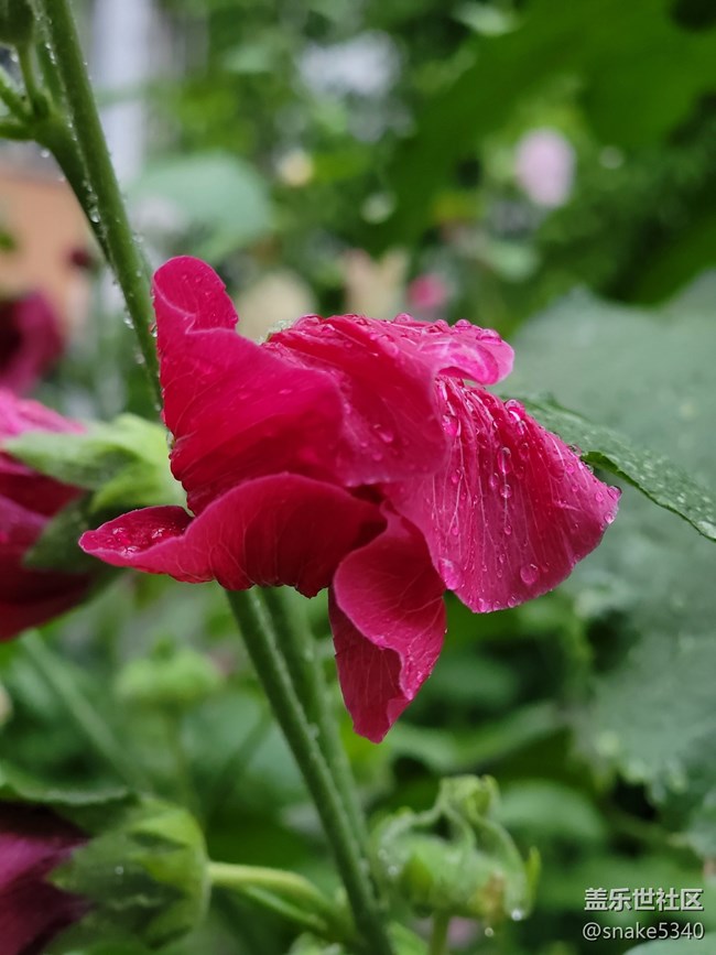 【广州的花花们】+ 一些小花