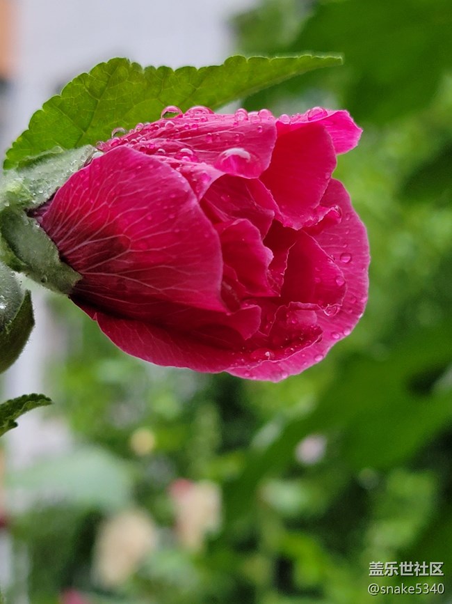 【广州的花花们】+ 一些小花