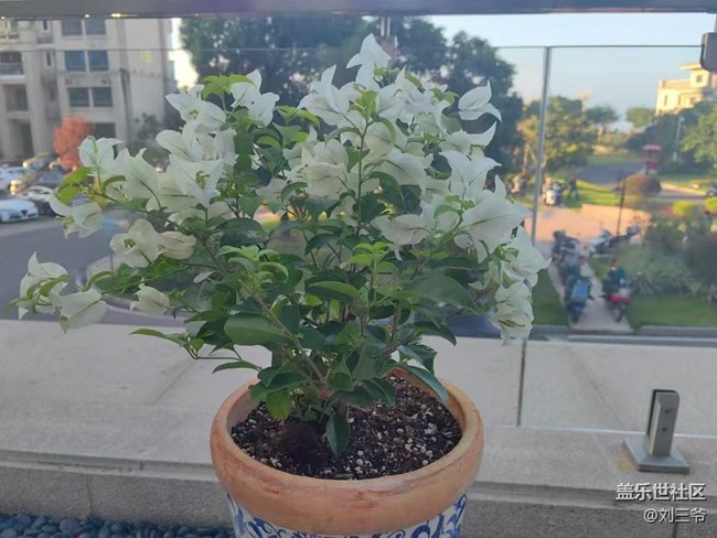 【春花浪漫】+与花相伴，邂逅美好