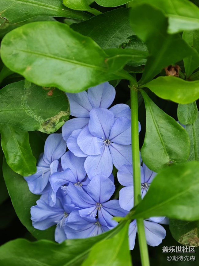 【广州的花花们】微距花草