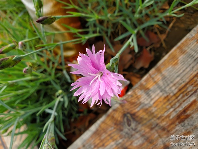 【广州的花花们】+ 无名小花