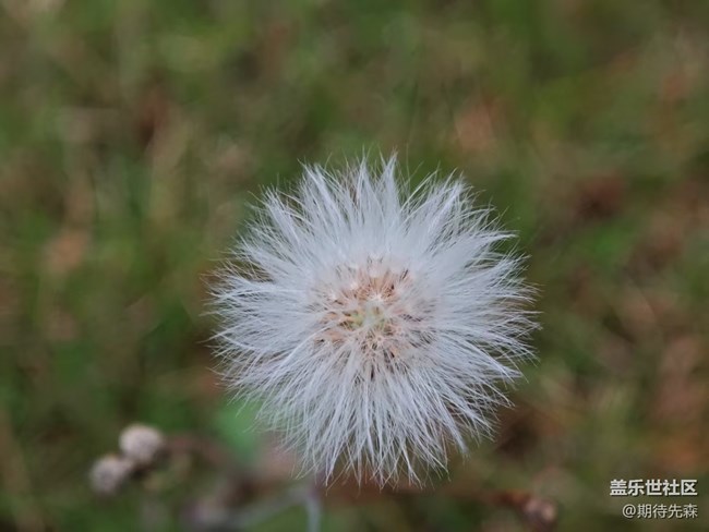 【广州的花花们】微距花草