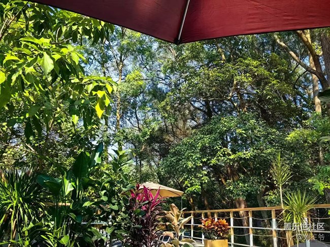 【广州的花花们】寻迹自然，邂逅美好