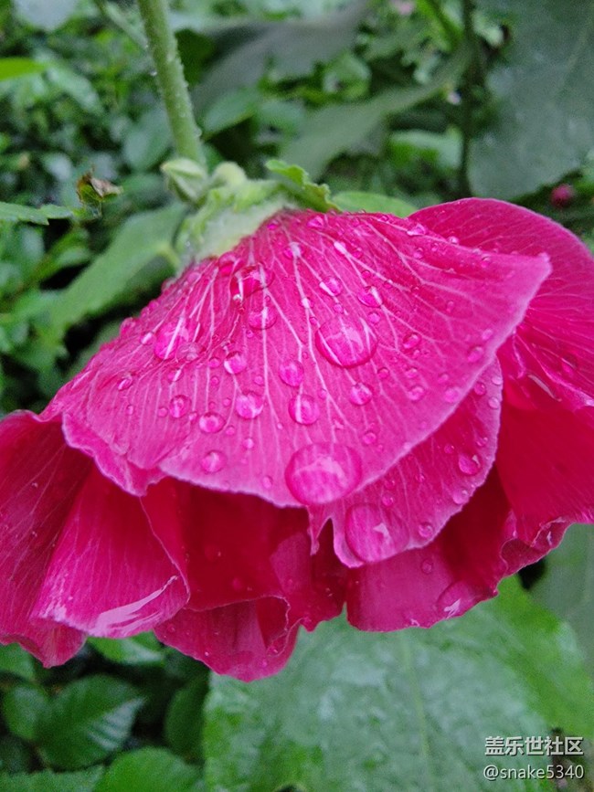 【广州的花花们】+ 一些小花