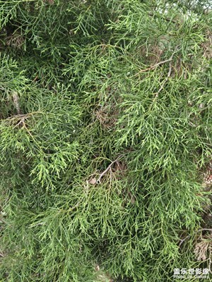 【煦色韶光】+阳光与植物