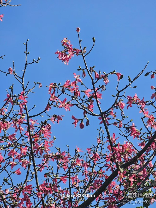 【广州的花花们】各种花花