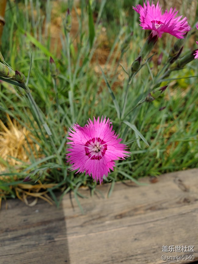 【广州的花花们】+ 无名小花