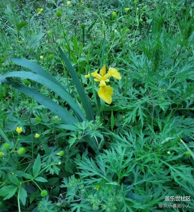 【广州的花花们】花开美丽