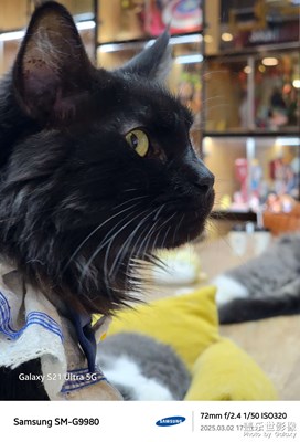 【光耀生活】猫咖的下午